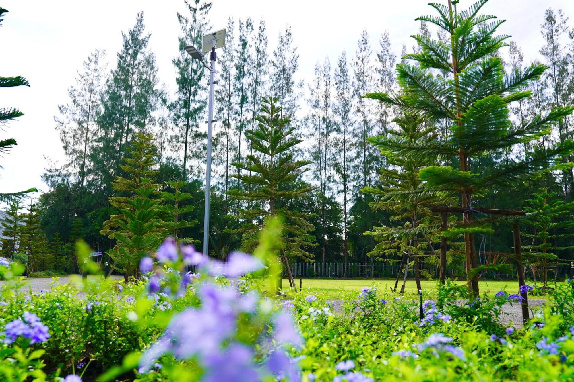 Tarn * Krabi town